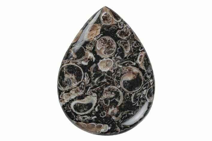 Polished Fossil Turritella Agate Cabochon - Wyoming #219193